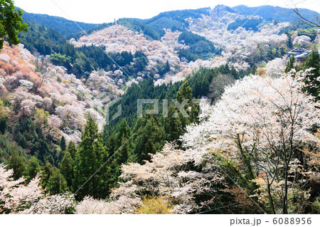 吉野山 一目千本 6088956