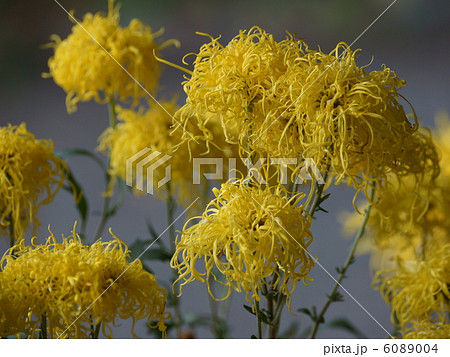 キク黄色い花 6089004