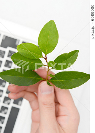 木の葉とノートパソコン 木の葉とノートパソコン 6089006