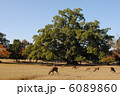 飛火野の風景と鹿（奈良公園にて撮影） 6089860