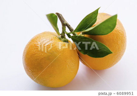 ダイダイ 6089951