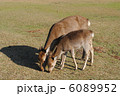 親子鹿（奈良公園・飛火野にて撮影） 6089952