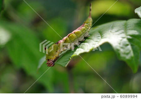 天然の蚕 6089994