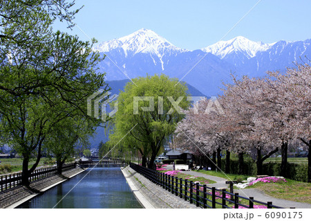 常念岳と安曇野の桜と拾ヶ堰 常念岳と安曇野の桜と拾ヶ堰 6090175