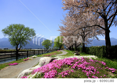 安曇野の拾ヶ堰とシバザクラと桜 安曇野の拾ヶ堰とシバザクラと桜 6090180