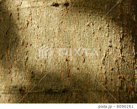 榎の木肌 榎の木肌 6090261