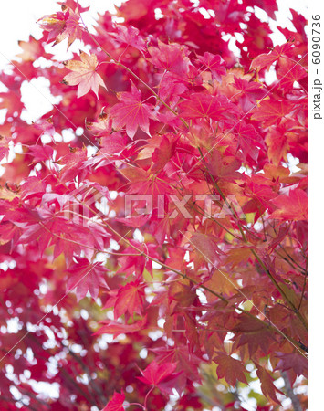 紅葉 6090736