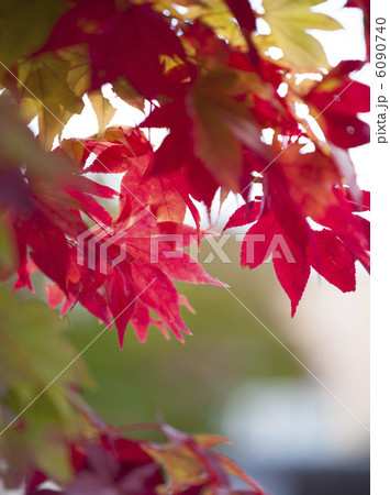 紅葉 紅葉 6090740