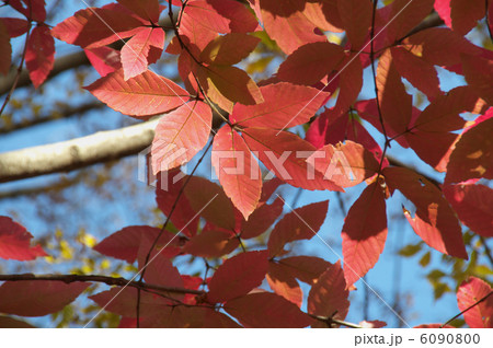 目薬の木 目薬の木 6090800