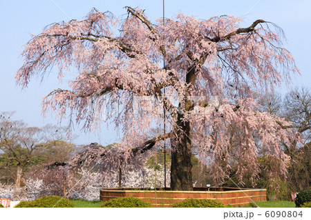 円山公園 祇園枝垂桜 6090804