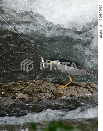 鮎を狩る 6090936