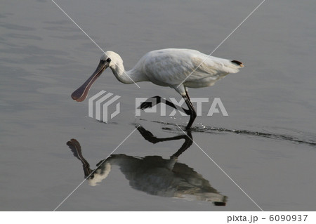 クロツラがゆく クロツラがゆく 6090937