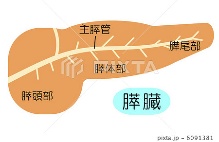 膵臓のイラスト素材