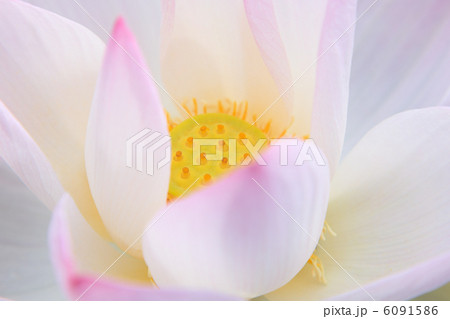 ハスの花 ハスの花 6091586