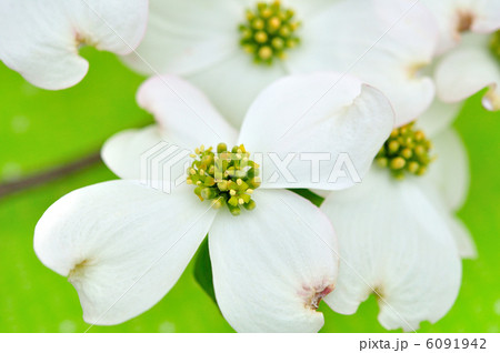 花水木(白) 6091942