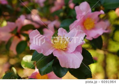 サザンカの花 サザンカの花 6091964