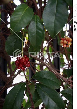 さねかずらの赤い実 6092089