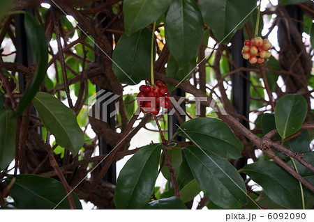 さねかずらの赤い実 さねかずらの赤い実 6092090