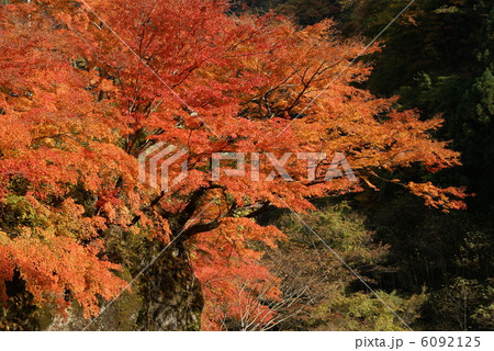 紅葉 「奥秩父・金蔵落しの渓流」 6092125