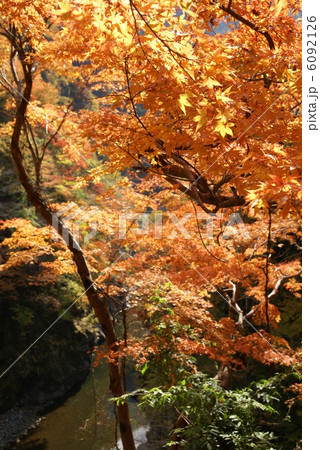 紅葉 「奥秩父・金蔵落しの渓流」 紅葉 「奥秩父・金蔵落しの渓流」 6092126