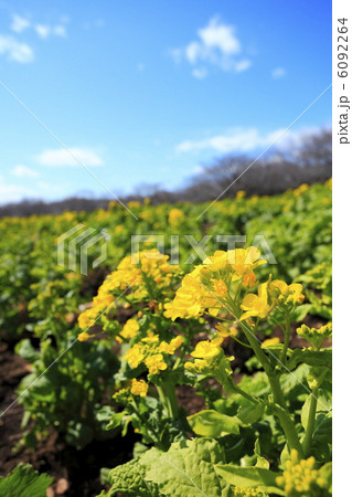 菜の花畑 6092264