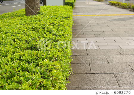植え込みと歩道 6092270