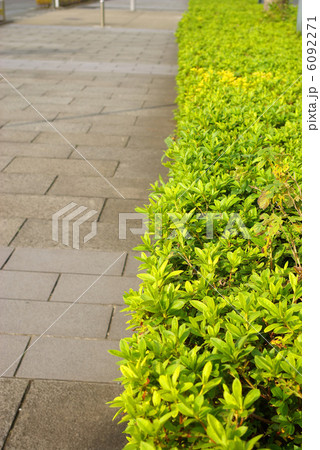 植え込みと歩道の写真素材 [6092271] - PIXTA