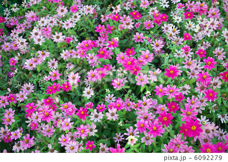 盛りが過ぎた花壇の花 6092279