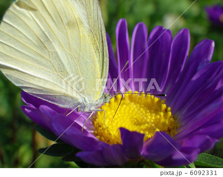 モンシロチョウと菊の花 6092331
