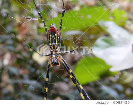 ジョロウグモ（女郎蜘蛛） 6092439