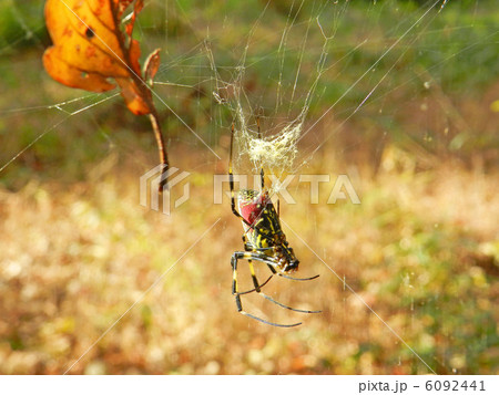 ジョロウグモ（女郎蜘蛛） 6092441