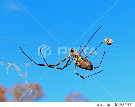 ジョロウグモ（女郎蜘蛛） 6092442