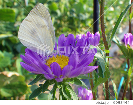 モンシロチョウと菊の花 モンシロチョウと菊の花 6092444