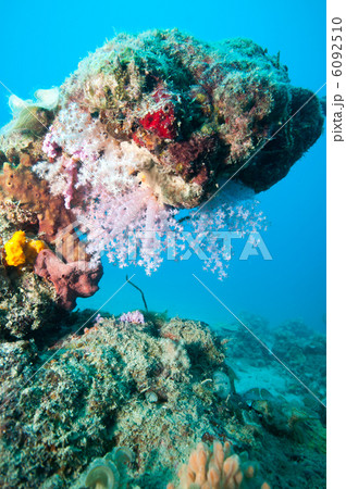 ウミトサカの一種 6092510