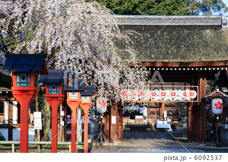 春の平野神社 6092537