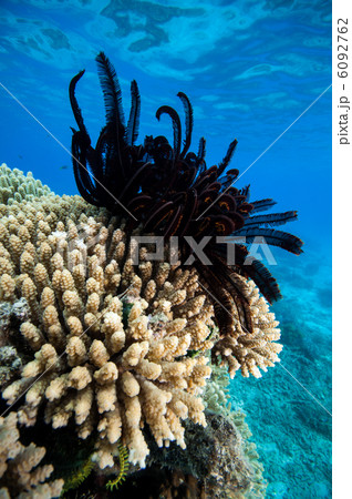 ウミシダの仲間 6092762