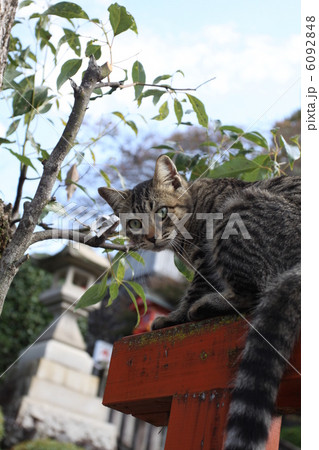 猫 6092848