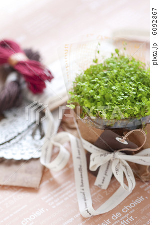 ベビーティアーズ 6092867