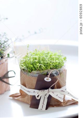 ベビーティアーズ 6092869