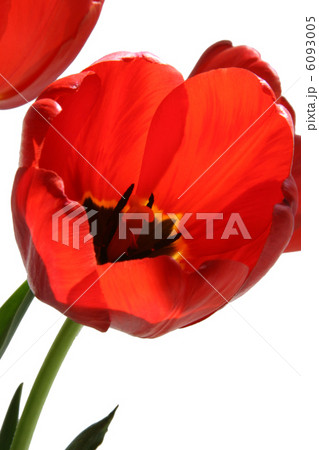tulip flower macro tulip flower macro 6093005
