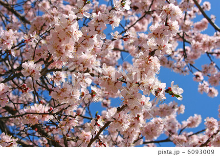 cherry blossoms cherry blossoms 6093009