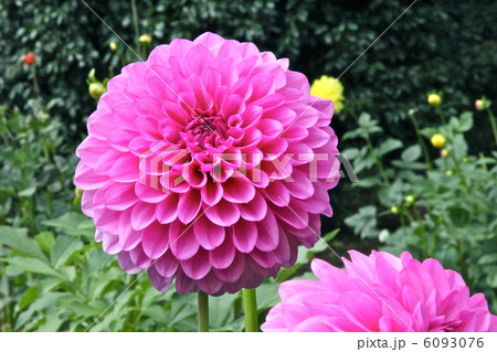 ダリア 6093076