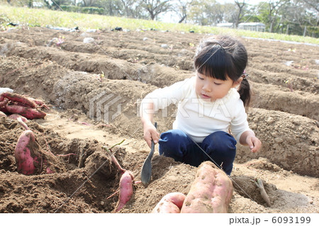 芋掘りをする女の子 6093199