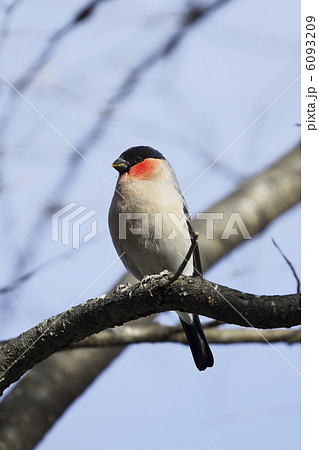 ウソ ウソ 6093209