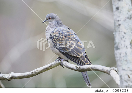 キジバト 6093233