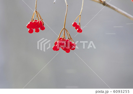 カンボクの実 6093255