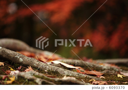 根っこと紅葉 根っこと紅葉 6093370