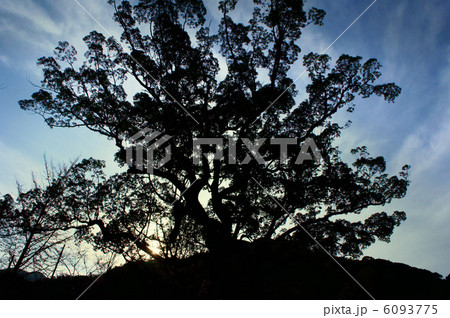 大木と夕日 6093775
