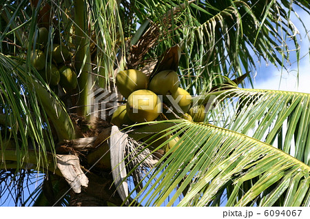 ココヤシ ココヤシ 6094067
