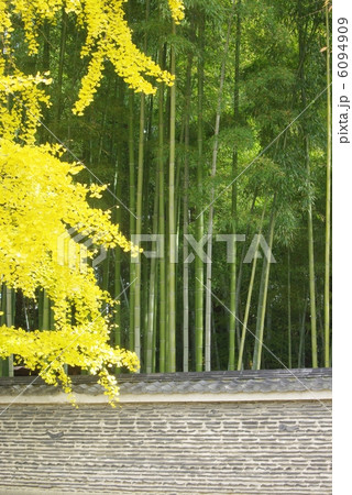銀杏と竹林 6094909